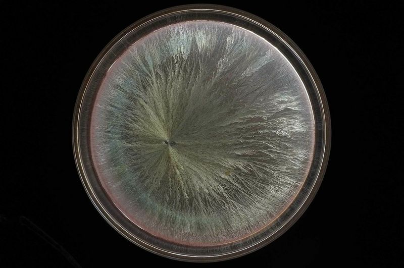 Datei:Kupferchloridkristallisation von Rotwein.jpg